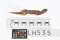 Oligosoma pachysomaticum