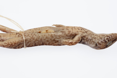 Oligosoma pachysomaticum