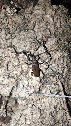 grain support beetle