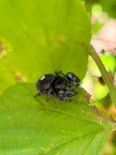 Bold Jumping Spider