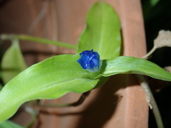 Commelina cyanea