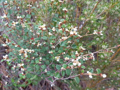 Spyridium thymifolium