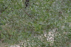 Acacia verniciflua