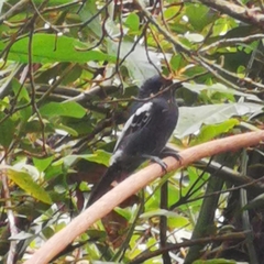 Melaniparus niger niger