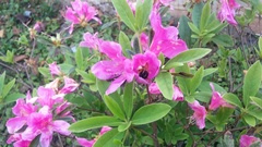 Rhododendron × pulchrum