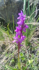 Early Purple Orchid