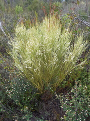 Choretrum glomeratum