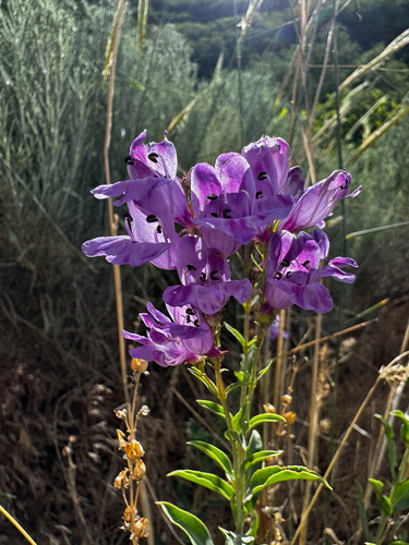 Penstemon platyphyllus, photograph 5
