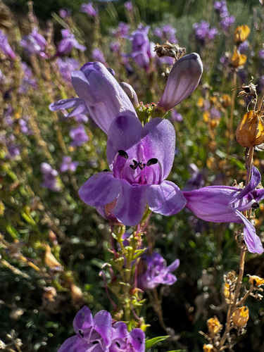 Penstemon platyphyllus, photograph 4