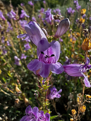 Penstemon platyphyllus, photograph (c) Parker James Lloyd, some rights reserved (CC BY)