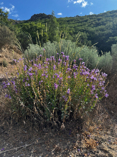Penstemon platyphyllus, photograph 6