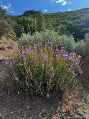 Penstemon platyphyllus, photograph (c) Parker James Lloyd, some rights reserved (CC BY)