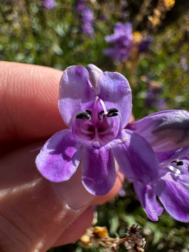 Penstemon platyphyllus, photograph 3