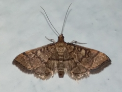 Blepharomastix ranalis