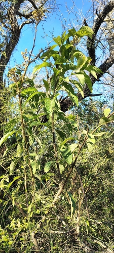 Solanum argentinum, photograph 2