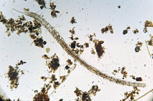 Aquatic Oligochaete Worm