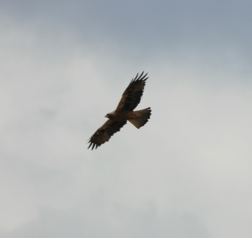 Águila calzada (Hieraaetus pennatus)