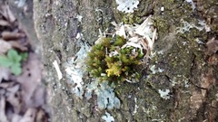 Orthotrichum stramineum