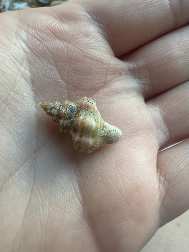 Hesperisternia multangulus observed 2026-06-26