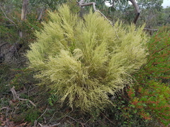 Choretrum glomeratum