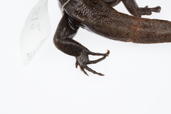 Oligosoma fallai