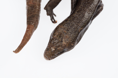 Oligosoma fallai