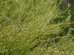 Choretrum glomeratum