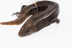 Oligosoma fallai