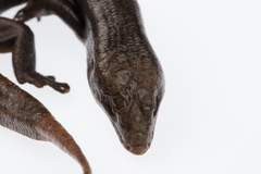 Oligosoma fallai