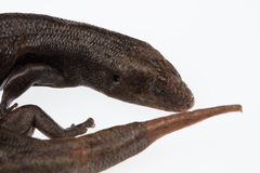 Oligosoma fallai