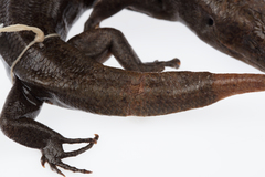 Oligosoma fallai