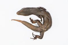 Oligosoma fallai