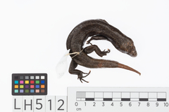 Oligosoma fallai