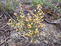 Cryptandra hispidula