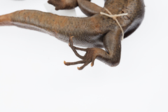 Oligosoma fallai