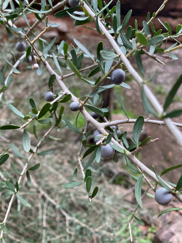 Melicytus angustifolius, photograph 5