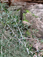 Melicytus angustifolius, photograph (c) krumpianking, some rights reserved (CC BY)