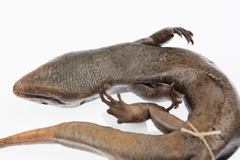 Oligosoma fallai