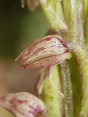 Neotinea maculata, photograph (c) Mehdi Chetibi, some rights reserved (CC BY)