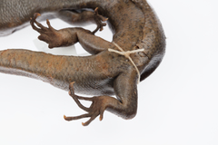 Oligosoma fallai
