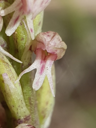 Neotinea maculata, photograph 4
