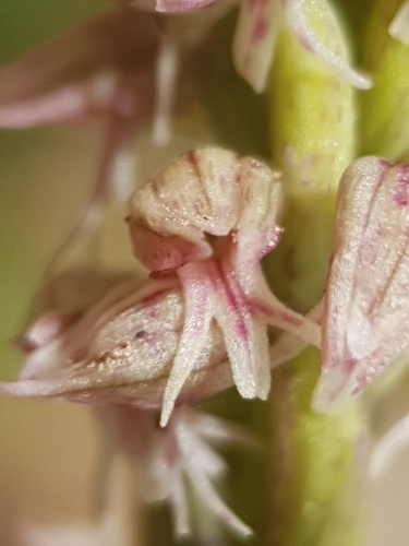 Neotinea maculata, photograph 5