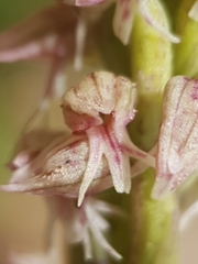 Neotinea maculata, photograph (c) Mehdi Chetibi, some rights reserved (CC BY)