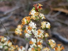 Cryptandra hispidula