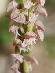 Neotinea maculata, photograph (c) Mehdi Chetibi, some rights reserved (CC BY)