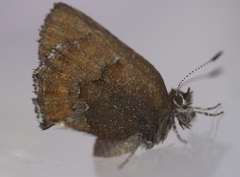 Callophrys mossii