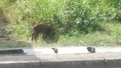 Sus scrofa moupinensis