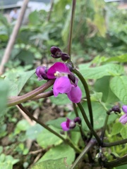 Dipogon lignosus