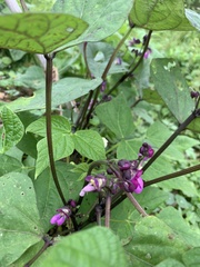 Dipogon lignosus