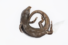 Oligosoma fallai